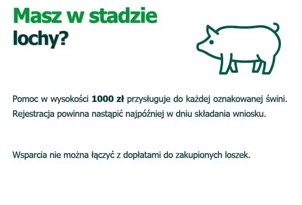 Nowe nabory dla rolników: rekompensaty za szkody i wsparcie dla hodowców loch